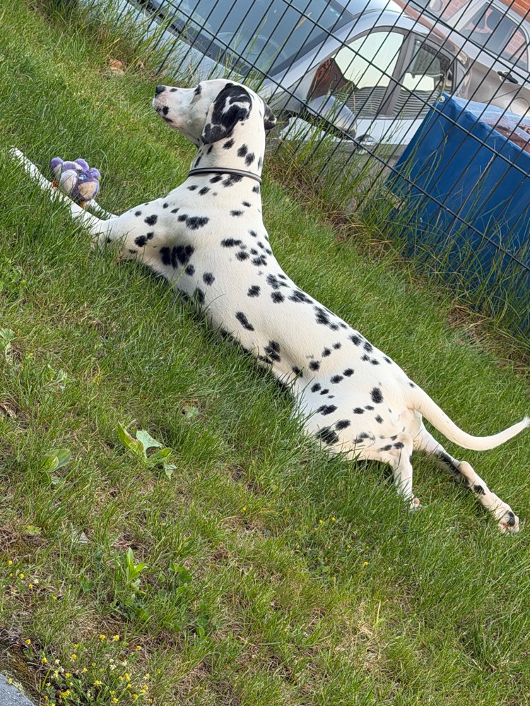 Hundetreffen-Gassirunde und das gemeinsame üben von Hundebegegnungen.-Profilbild