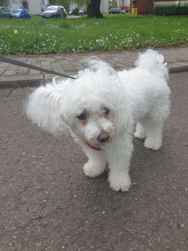Hundetreffen-Spaß haben mit den 🐕-Profilbild