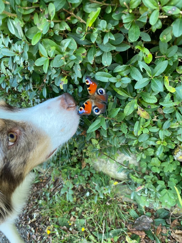 Hundetreffen-Gemeinsamer Spaziergang-Profilbild