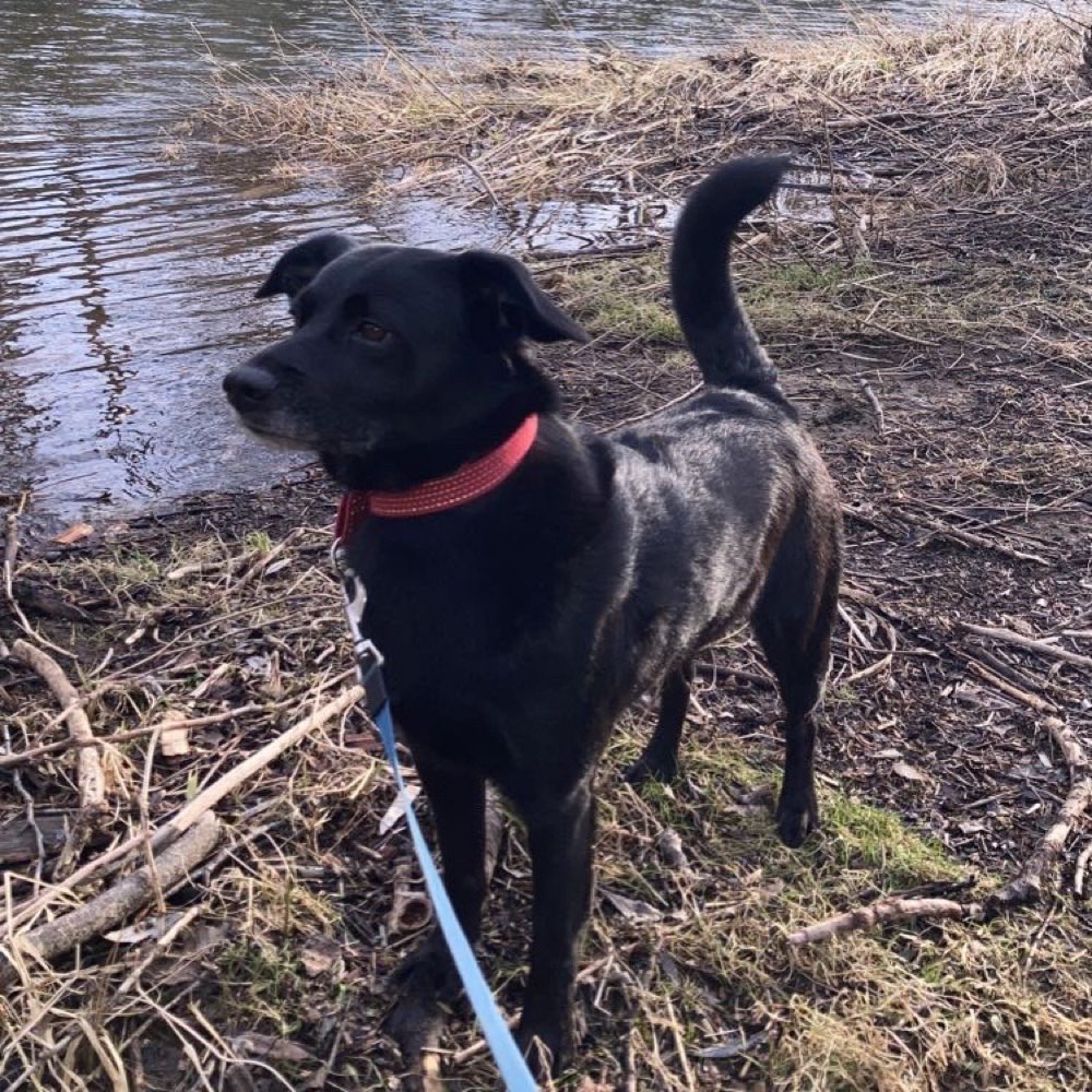 Hundetreffen-Spazieren und spielen-Profilbild