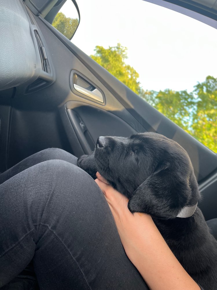 Hundetreffen-Welpentreffen-Profilbild