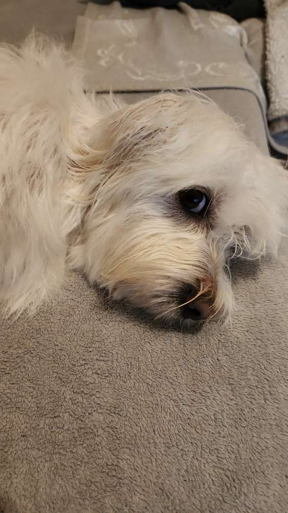 Hundetreffen-Spiel-/Gassitreff-Profilbild