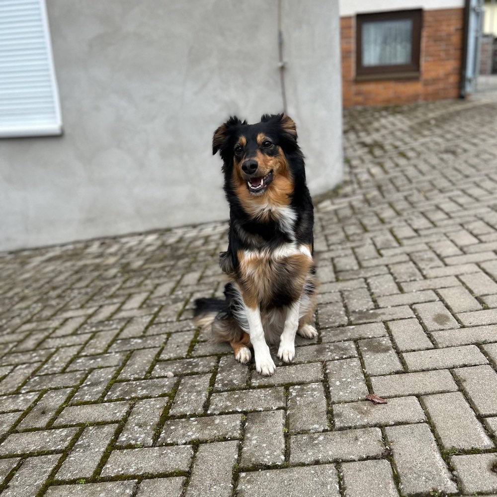 Hundetreffen-Spieltreffen in Pegnitz 😊-Profilbild