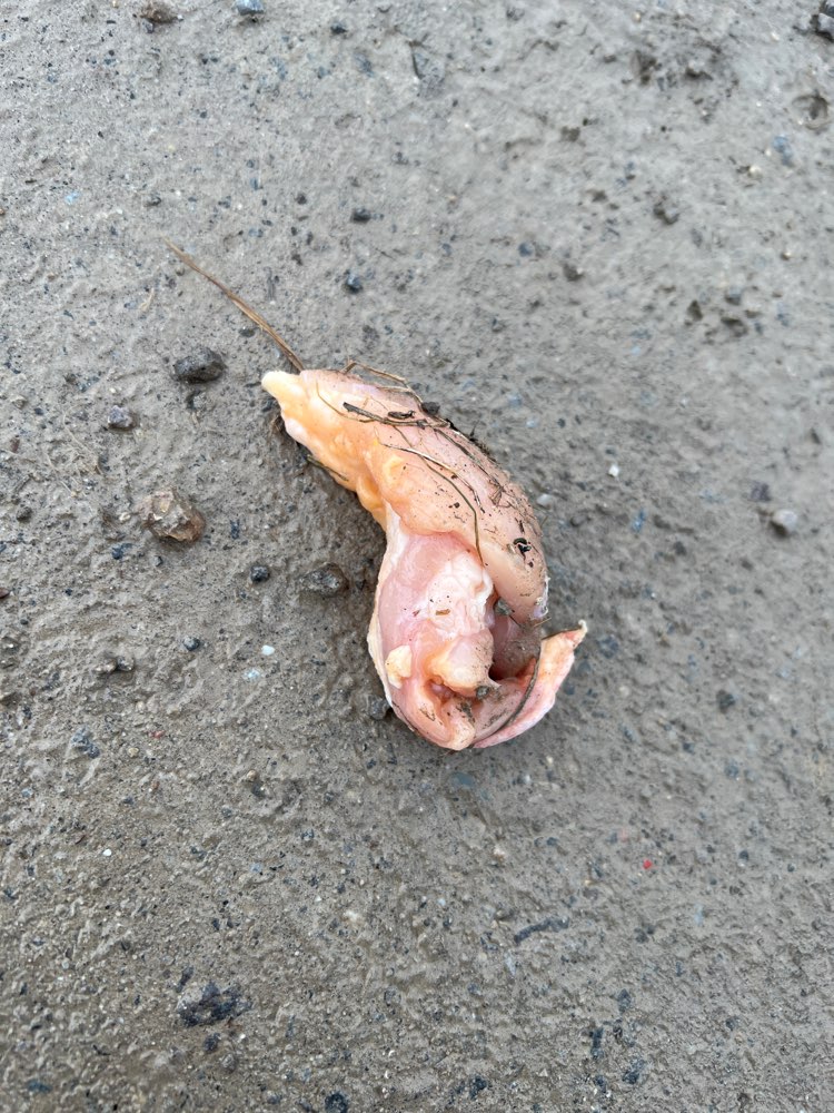 Giftköder-Fleisch im Gras versteckt-Profilbild