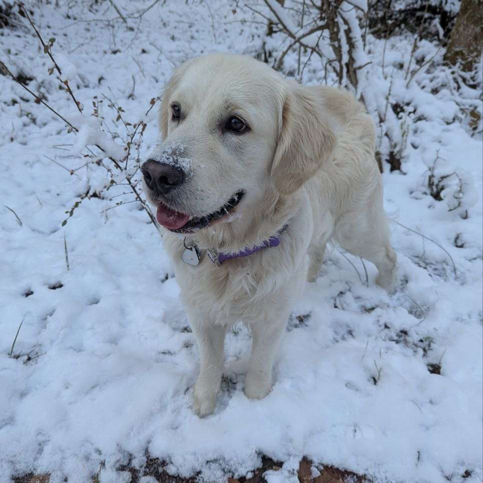 Hundetreffen-Gassi-/Spieltreffen-Profilbild