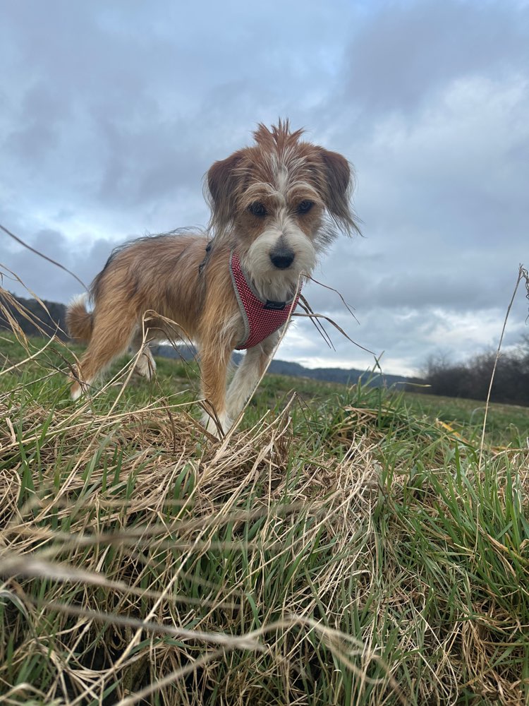 Hundetreffen-Neue Frende finden in der Umgebung Otelfingen-Profilbild
