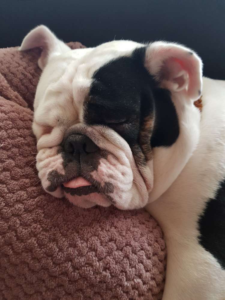 Hundetreffen-Spaziergang an der Siegpromenade-Profilbild