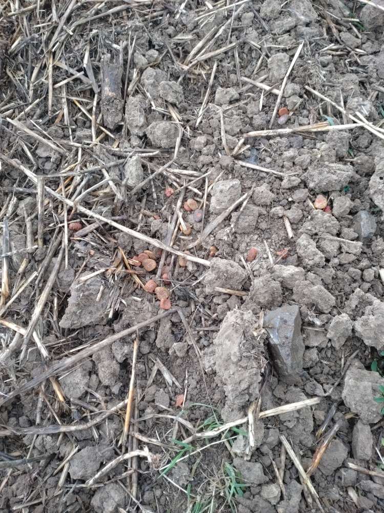 Giftköder-Trockenfutter / Erbrochenes?-Profilbild