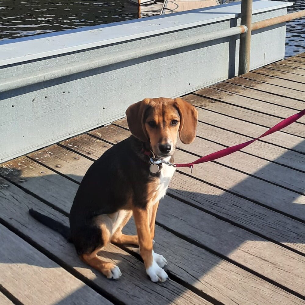 Hundetreffen-Hundetreffen-Profilbild