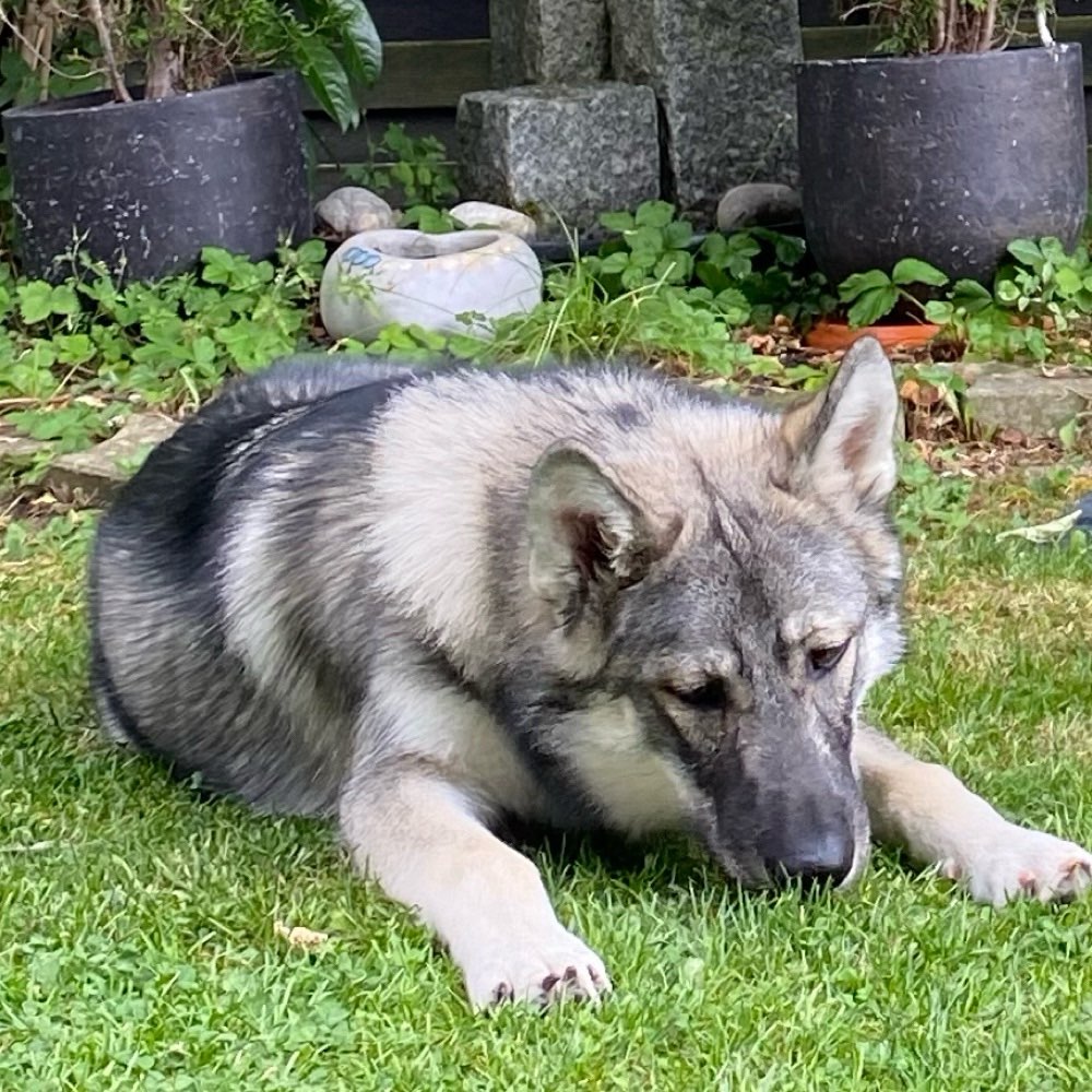 Hundetreffen-Gassirunde mit Spielkameraden-Profilbild