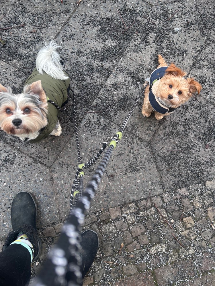 Hundetreffen-Social Walk-Profilbild