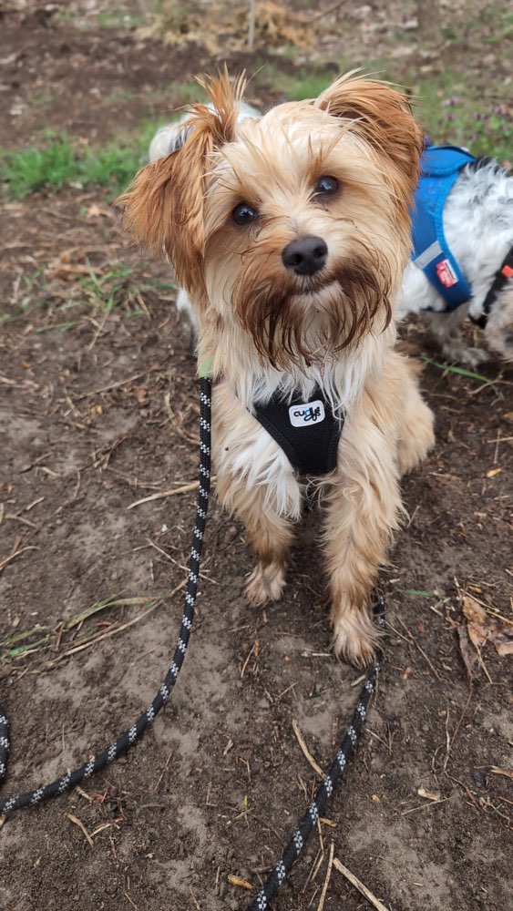 Hundetreffen-Suche Hundebuddy/ Regelmäßige Playdates-Profilbild