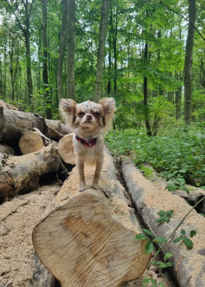 Hundetreffen-Kleinhundetreffen-Profilbild