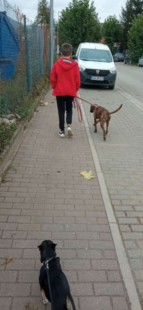 Hundetreffen-Gassitruppe unterm Trifels-Profilbild