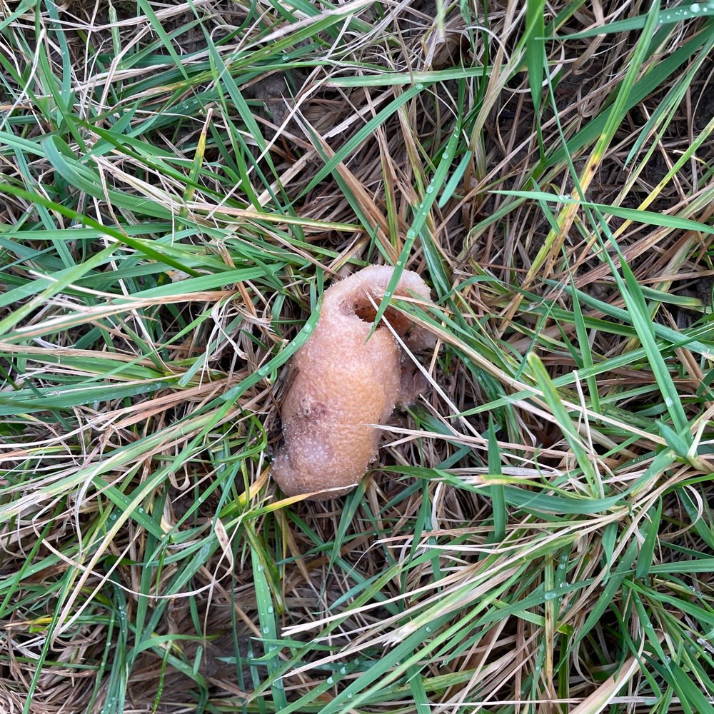 Giftköder-Ausgelegtes Hähnchenfilet-Profilbild