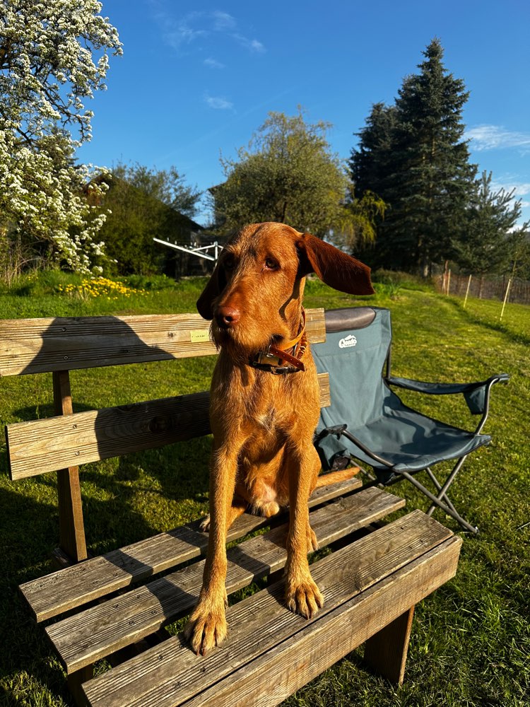 Hundetreffen-Höhnbach-Profilbild