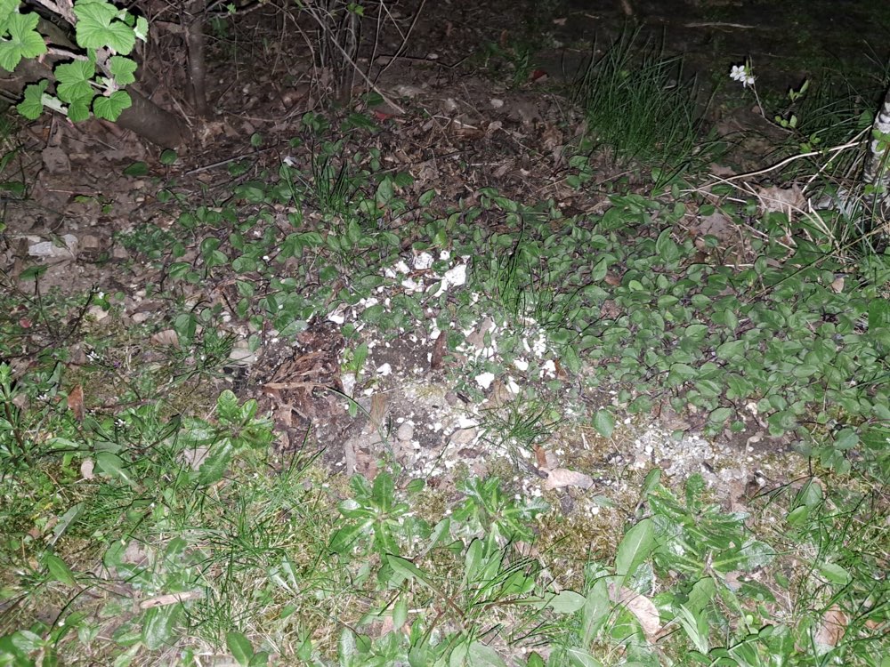 Giftköder-Gift in Pfersee-Profilbild