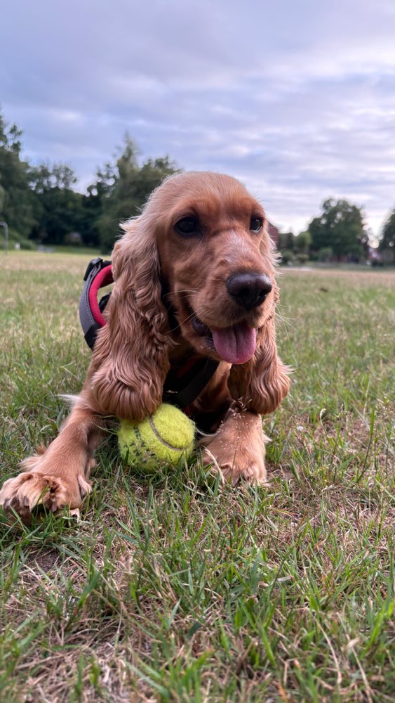 Hundetreffen-Hundetreffen in Lingen-Profilbild