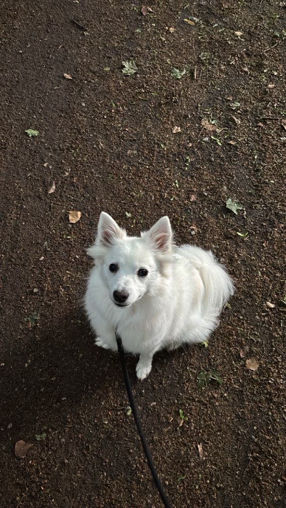 Hundetreffen-Spiel- und Gassirunde-Profilbild