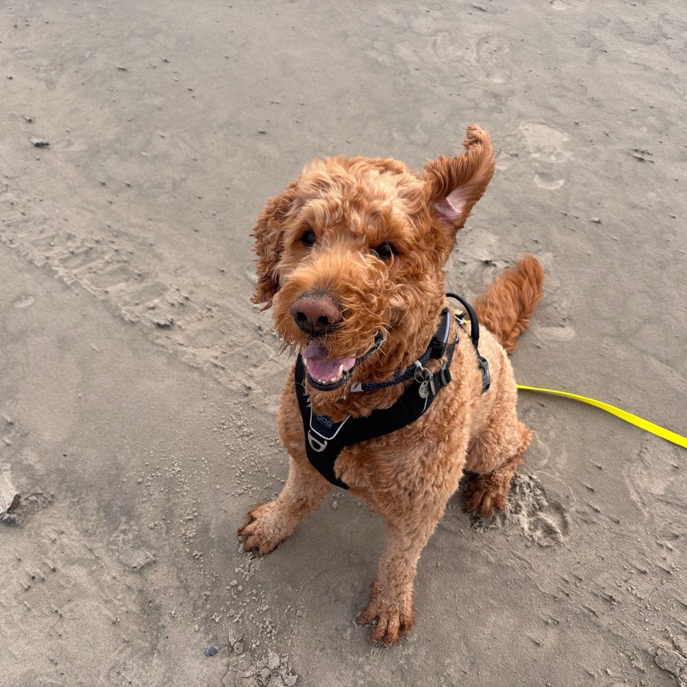 Hundetreffen-Social Walk / gemeinsame Hunderunden-Profilbild
