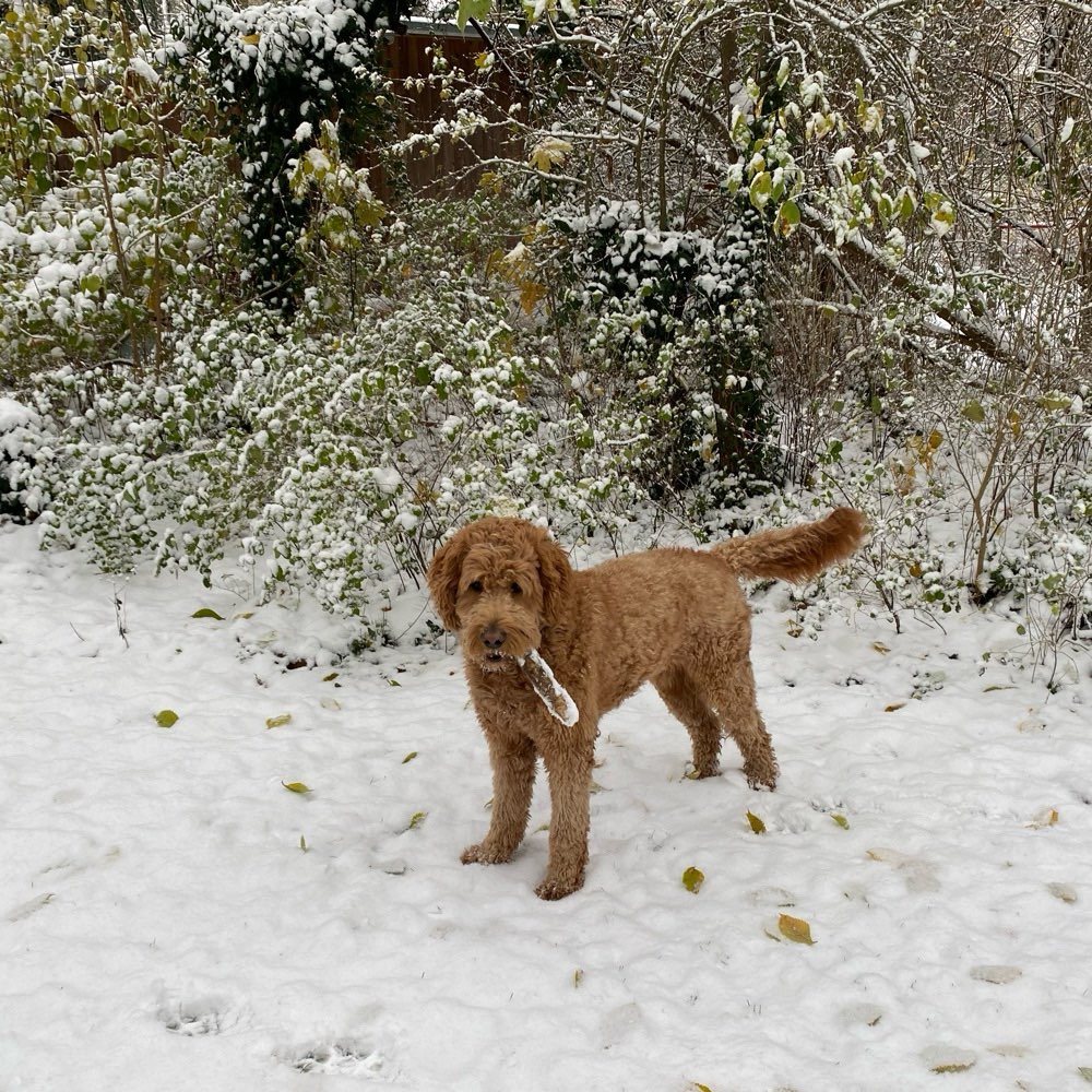 Hundetreffen-Social Walk / gemeinsame Hunderunden-Profilbild
