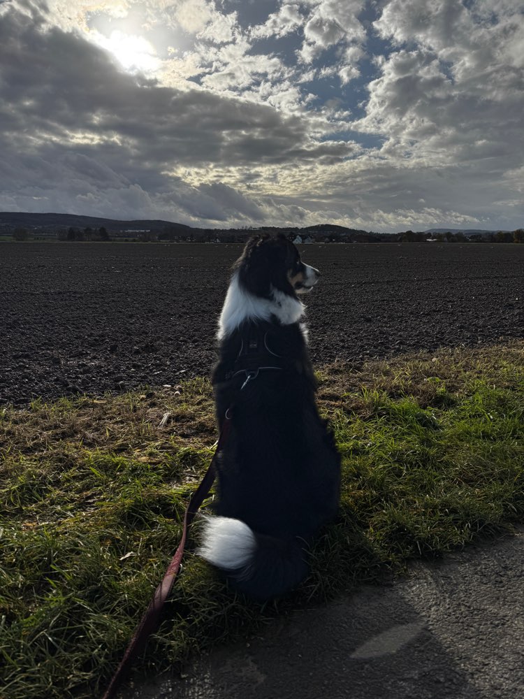 Hundetreffen-Spiel- und Gassi Freund🐶-Profilbild