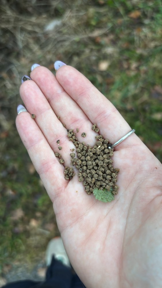 Giftköder-Evtl Giftköder-Profilbild