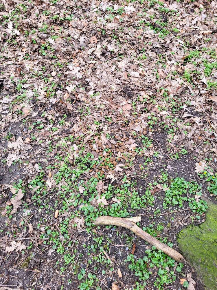 Giftköder-Trockenfutter im Düesbergpark-Profilbild