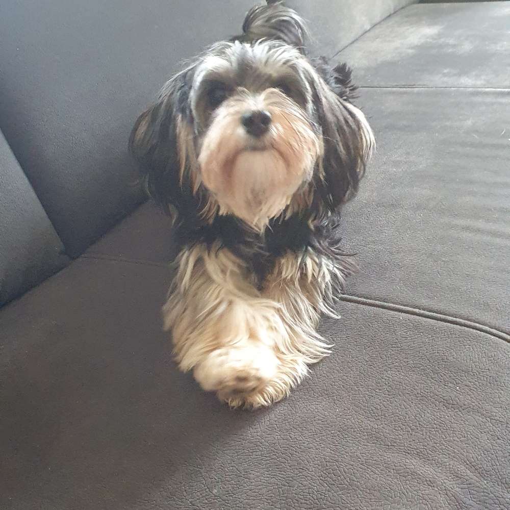 Hundetreffen-5 Monate welpen Haveneser-Profilbild