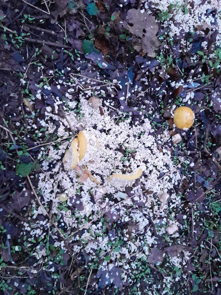 Giftköder-Giftköder-Profilbild