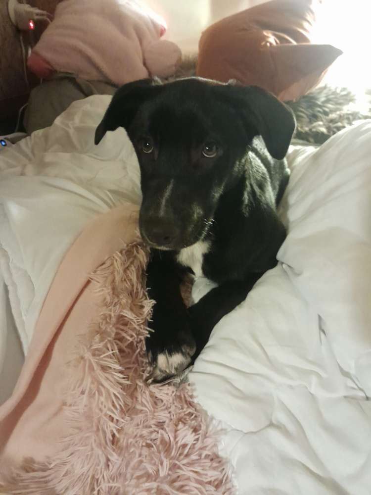 Hundetreffen-Sozialkontakt-Profilbild