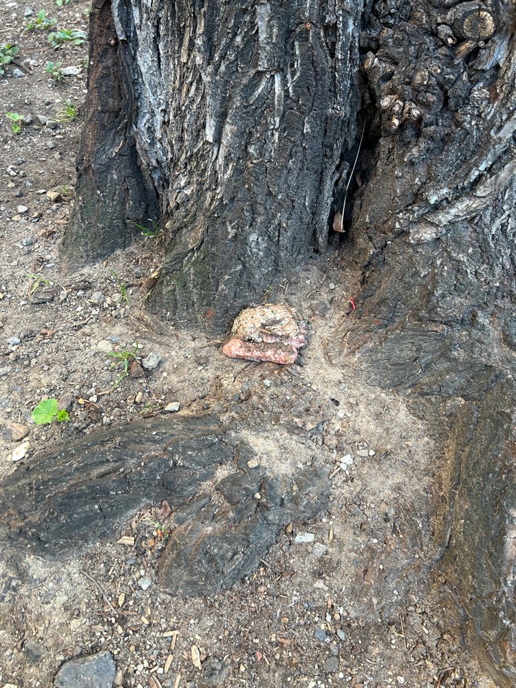 Giftköder-Giftköder-Profilbild