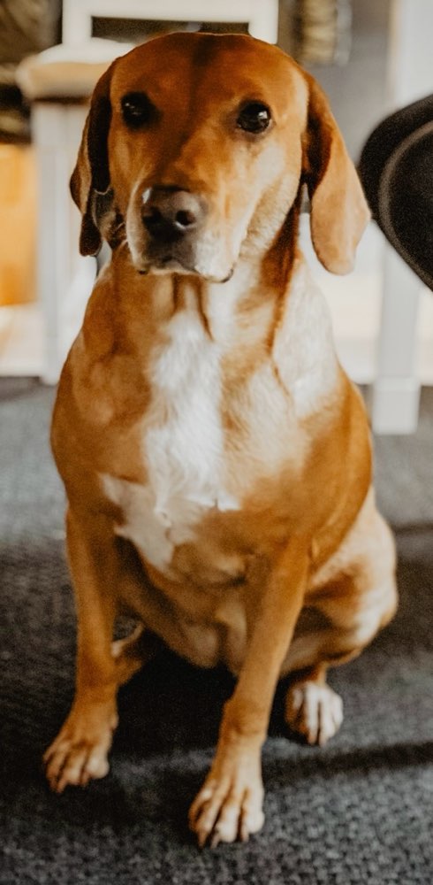 Hundetreffen-Suche Spielfreunde-Profilbild