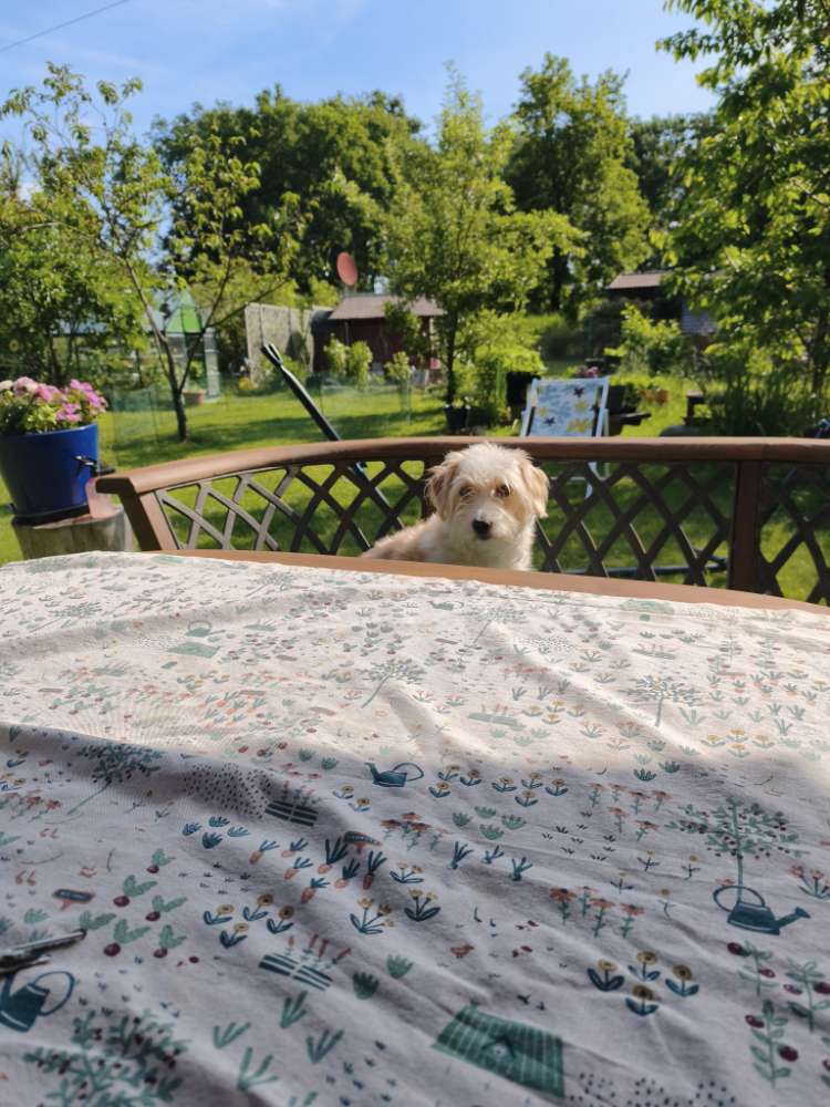 Hundetreffen-Spielen gern bei uns im Garten-Profilbild