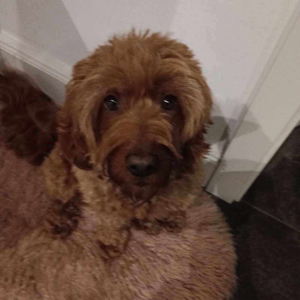 Hundetreffen-Gemeinsame Gassirouten und playdates-Profilbild