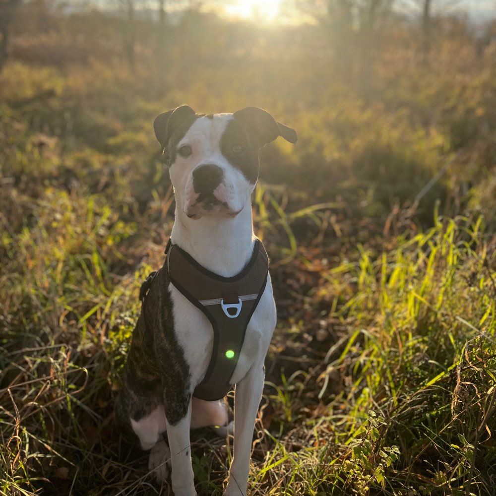 Hundetreffen-Spielfreund gesucht-Profilbild