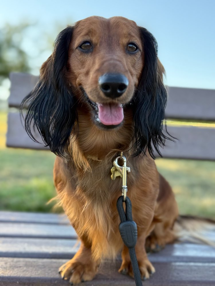 Hundetreffen-Gassirunde inkl. Spielen-Profilbild