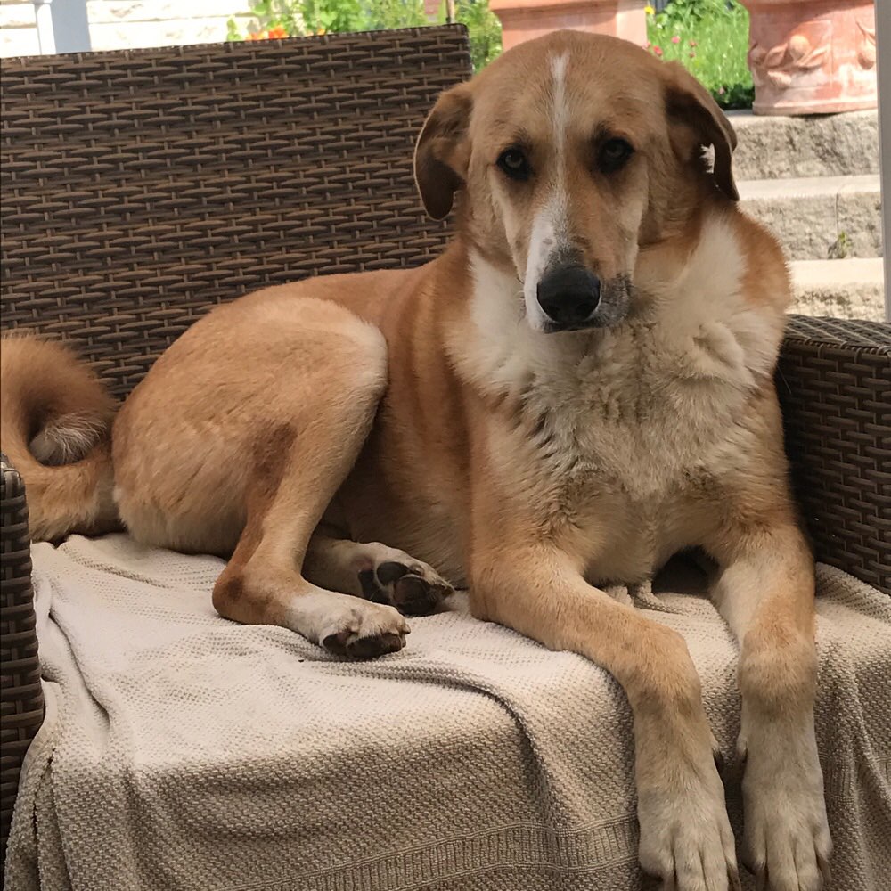 Hundetreffen-Gassirunde Nidda bei Bonames/Eschersheim-Profilbild