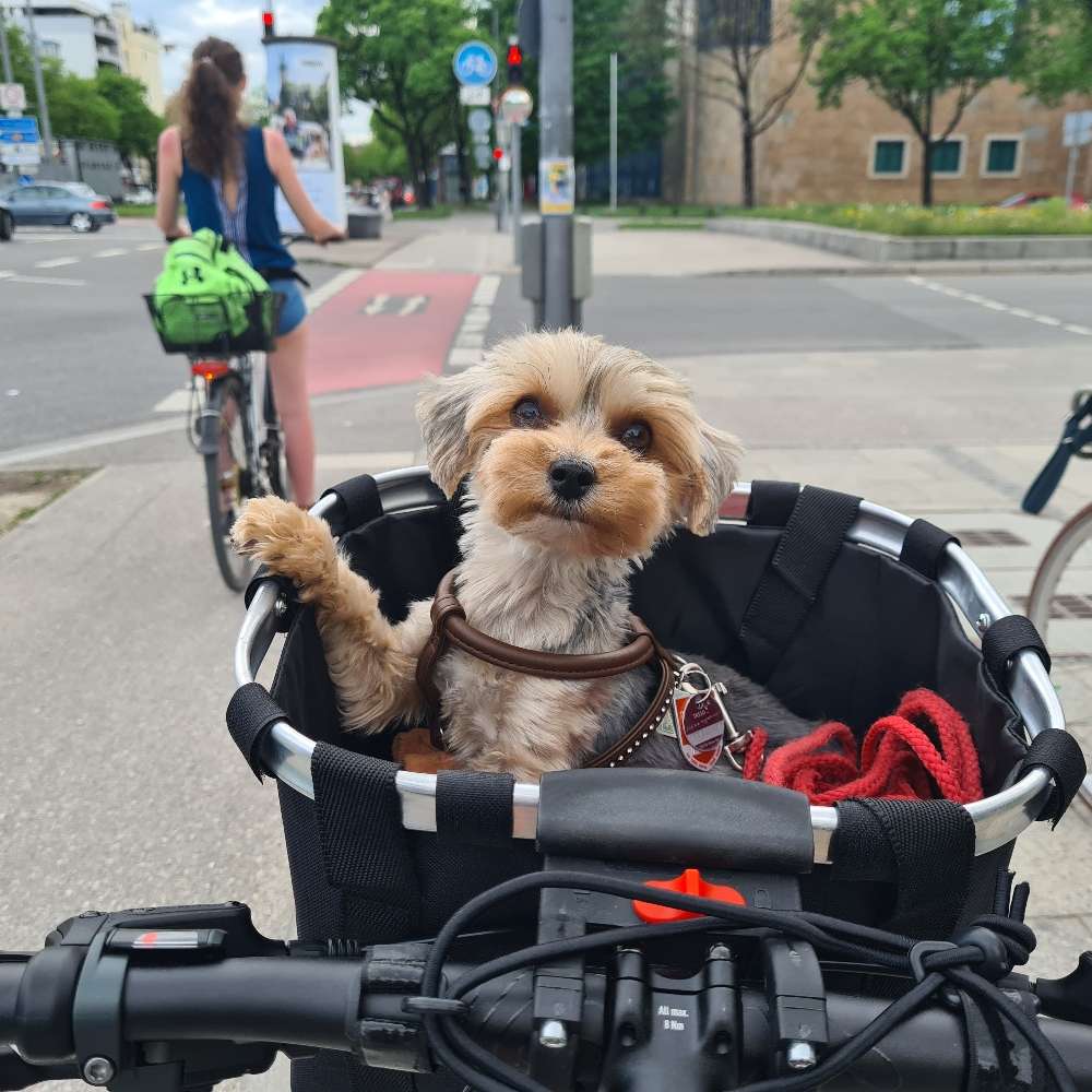 Hundetreffen-Spielpartner gesucht-Profilbild