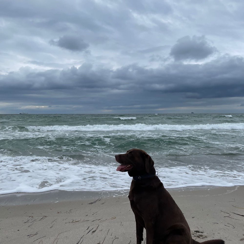 Hundetreffen-Spieltreff-Profilbild