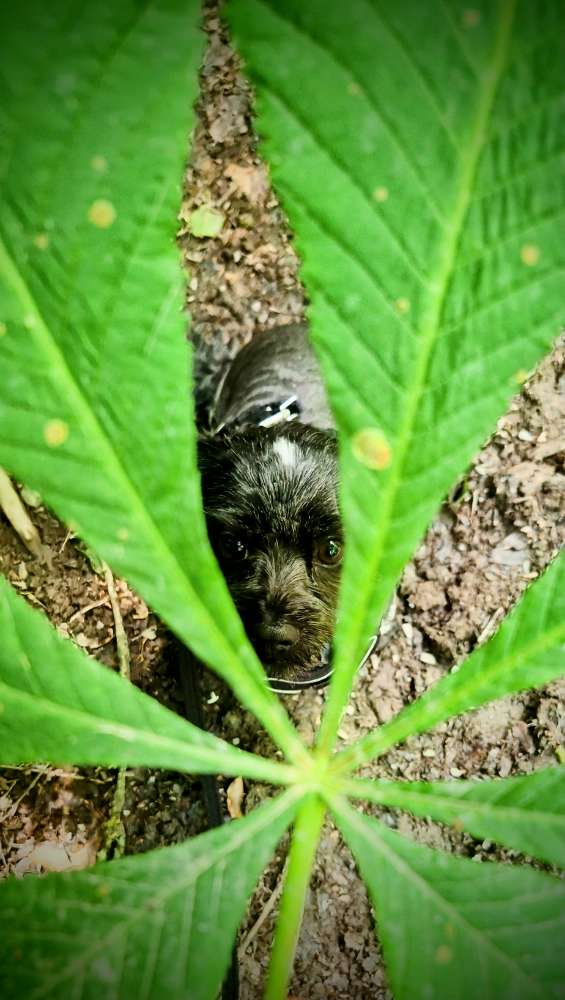 Hund und Blatt 🍁🍃🌿🍂 Banner