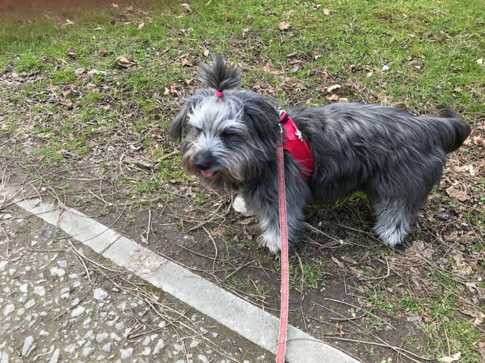 Hundetreffen-Senioren Hunde-Profilbild