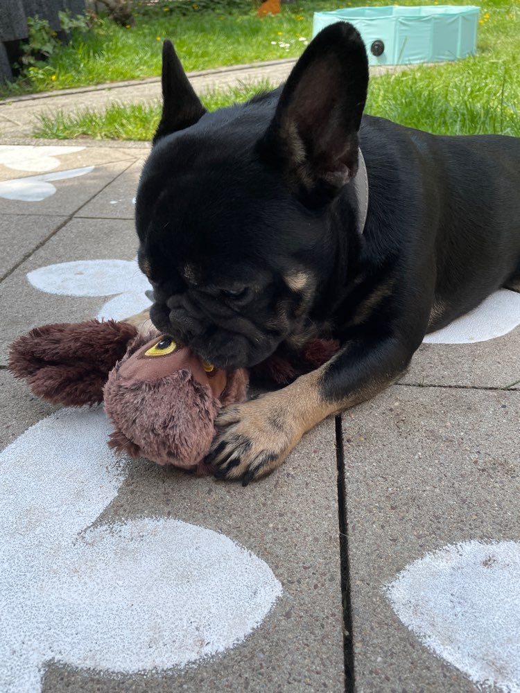 Hundetreffen-Spielfreunde gesucht :))-Profilbild