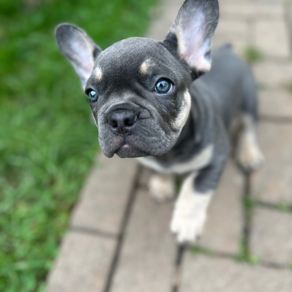 Hundetreffen-Welpen treffen-Profilbild