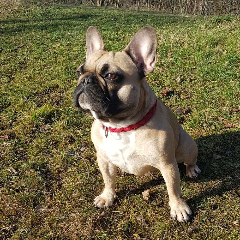 Hundetreffen-Bullys unter sich 💜-Profilbild