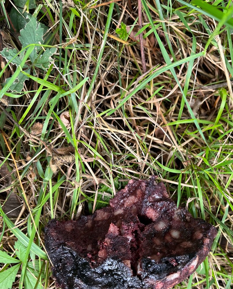 Giftköder-Möglicher Giftköder-Profilbild