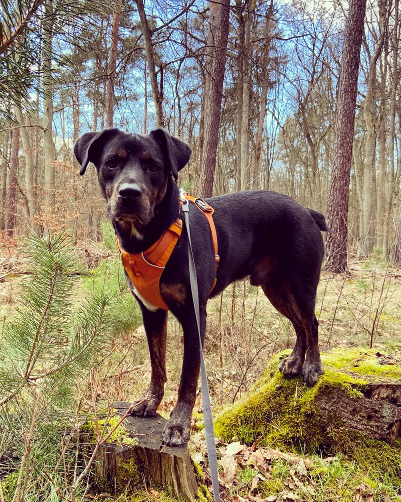 Hundetreffen-Social Walk / Hundebegegnungen üben-Profilbild