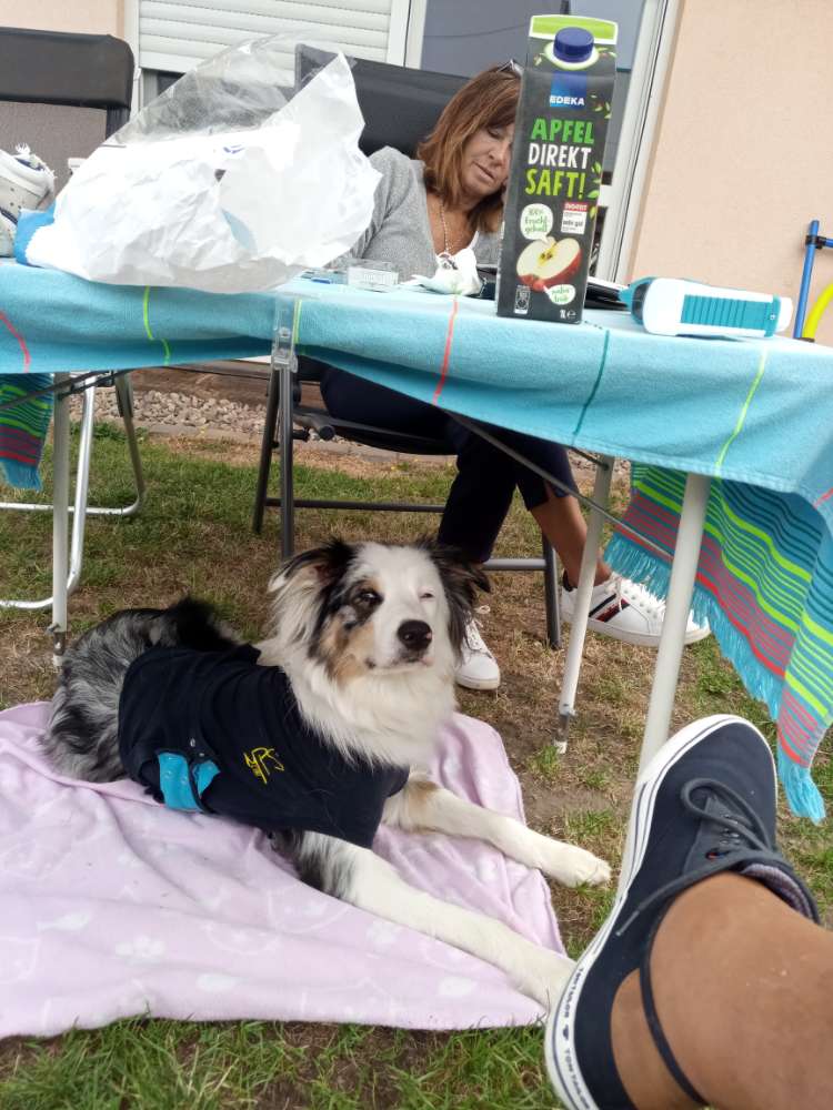 Hundetreffen-Toben toben toben-Profilbild