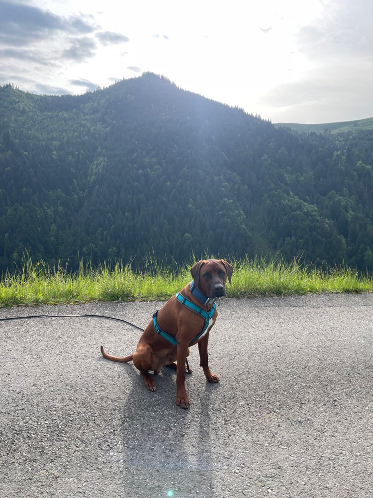 Hundetreffen-Spiel & Spass-Profilbild