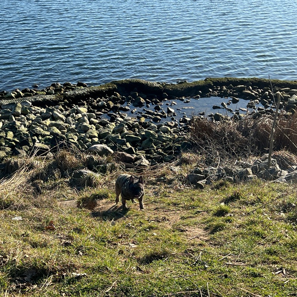 Hundetreffen-Spielpartner gesucht-Profilbild
